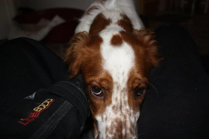 Welsh springer spaniel Flicka † billede 22