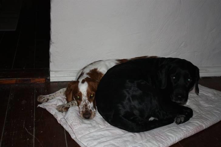 Welsh springer spaniel Flicka † billede 24