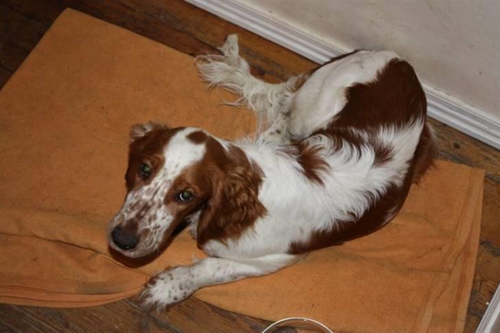 Welsh springer spaniel Flicka † billede 21