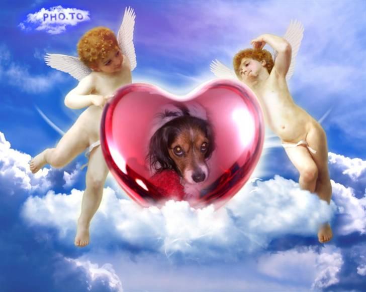 Blanding af racer pjuske - i <3 him billede 17