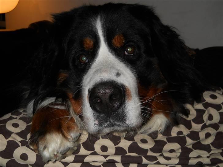 Berner sennenhund Bernerhøjens Zorba billede 1