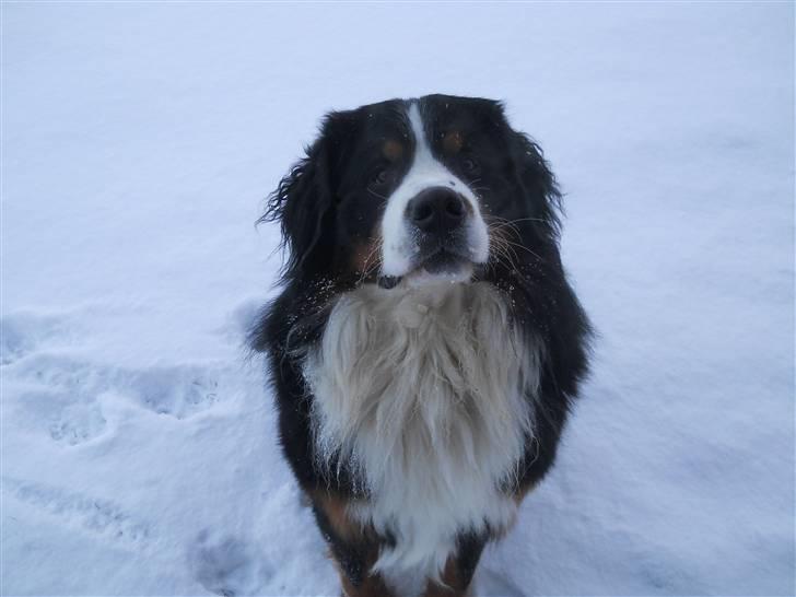 Berner sennenhund Bernerhøjens Zorba billede 2