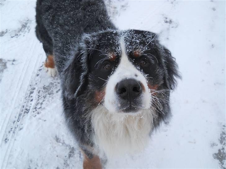 Berner sennenhund Bernerhøjens Zorba billede 3