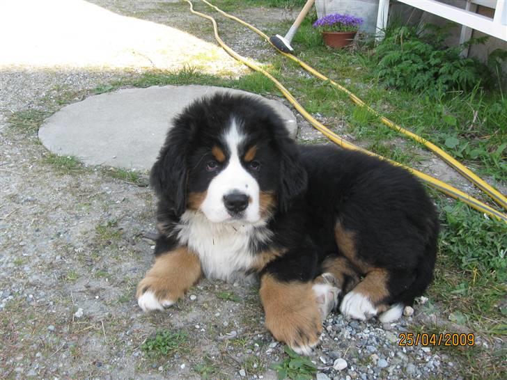 Berner sennenhund Bernerhøjens Zorba billede 4