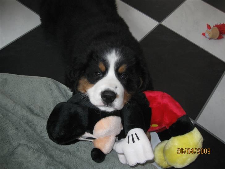 Berner sennenhund Bernerhøjens Zorba billede 5