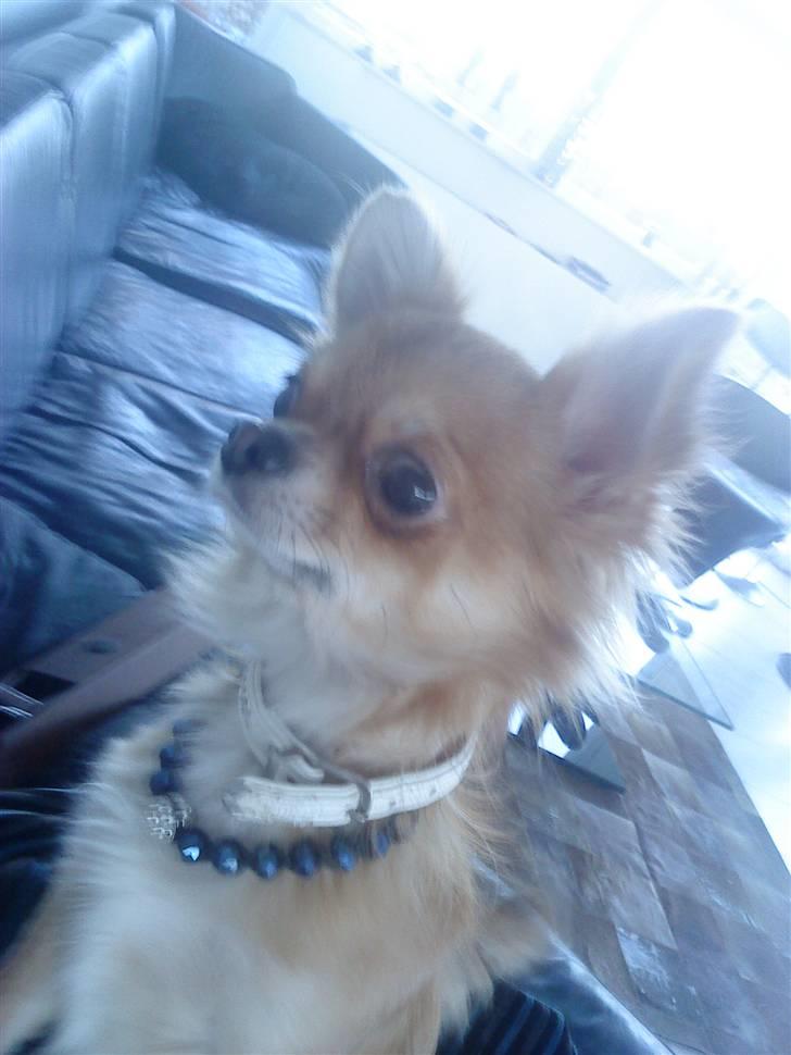 Chihuahua ricco (pinto sukkerpels) billede 5