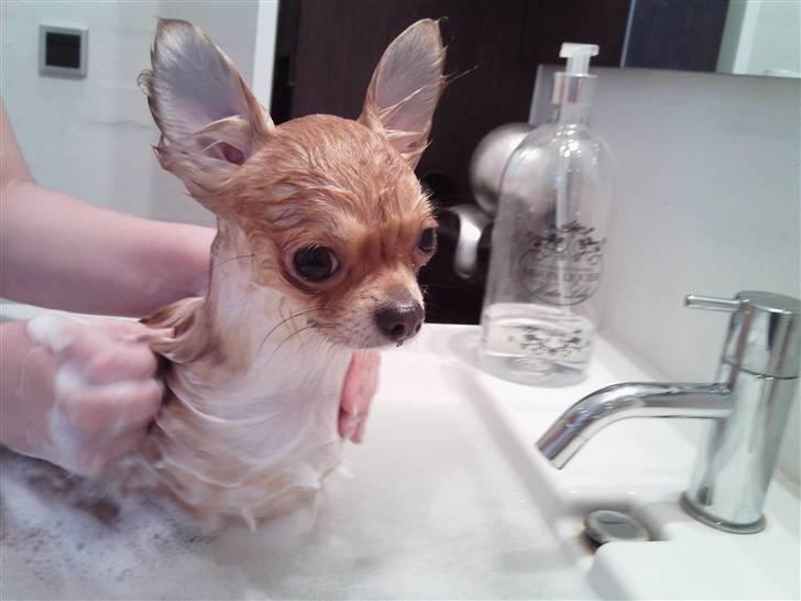 Chihuahua ricco (pinto sukkerpels) billede 3