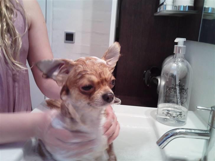 Chihuahua ricco (pinto sukkerpels) billede 4