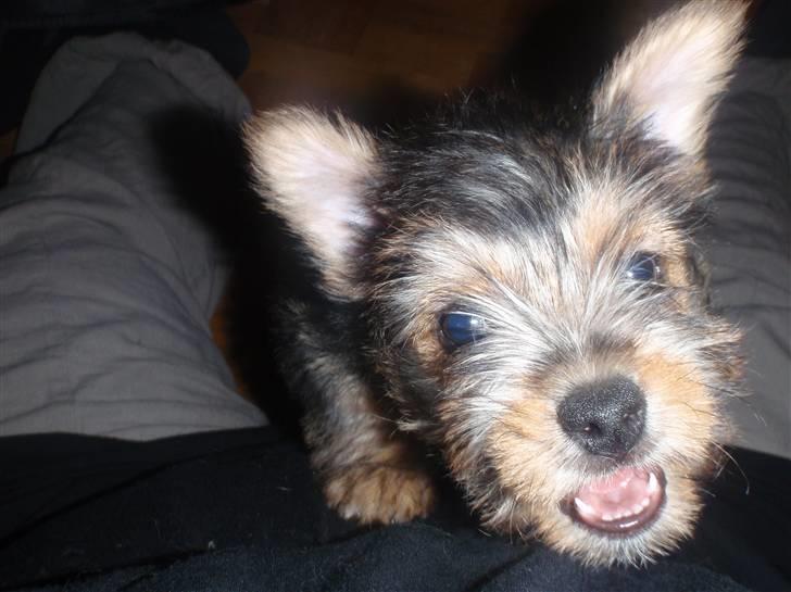 Norwich terrier Chili - Hallooo !! billede 5