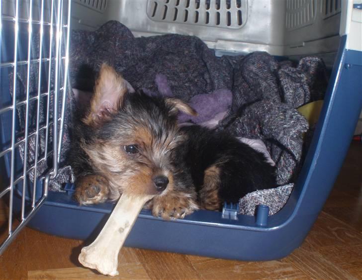 Norwich terrier Chili billede 7