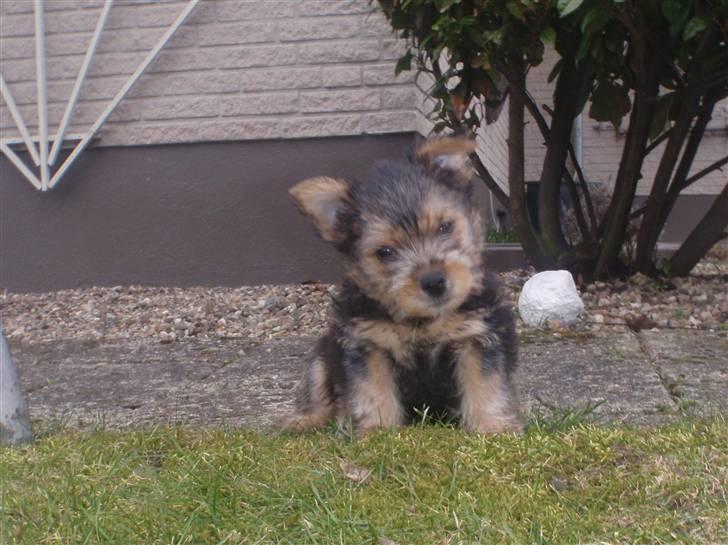 Norwich terrier Chili - Sagde i noget ? billede 4