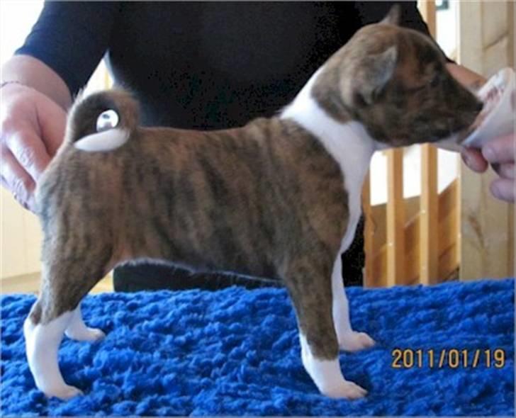 Basenji Lilly - Lilly 5 uger gammel billede 1