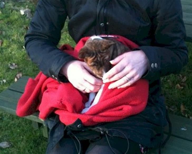 Basenji Lilly - Velkommen til Danmark - 12. februar 2011 billede 2