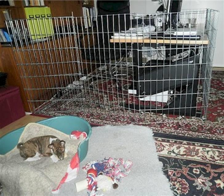 Basenji Lilly - hvalpegården omkring min pc ! Lilly i kurven  billede 4