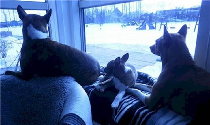 Basenji Lilly - Lilly nu opgraderet til en vinduesplads med Mickey og Asta billede 6