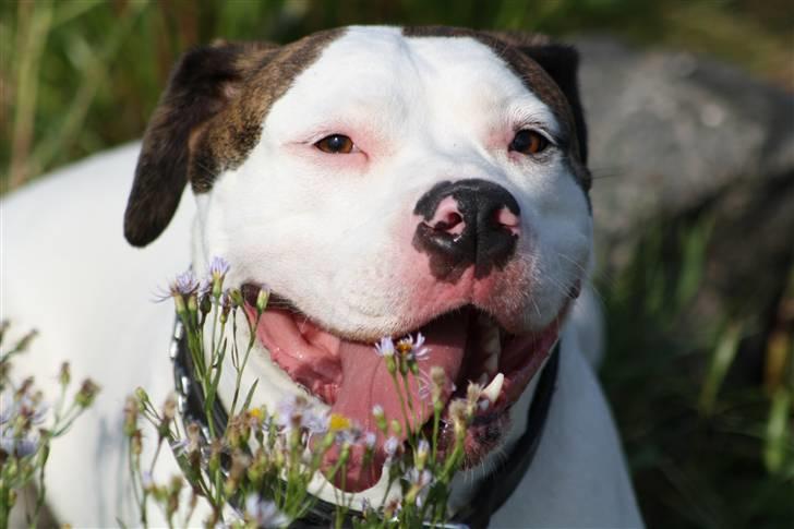 Amerikansk bulldog Maggie - 10/8-10 billede 17