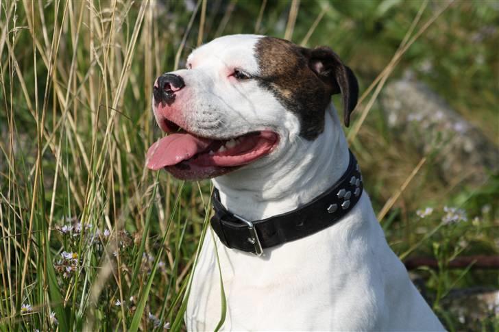 Amerikansk bulldog Maggie - 10/8-10 billede 18