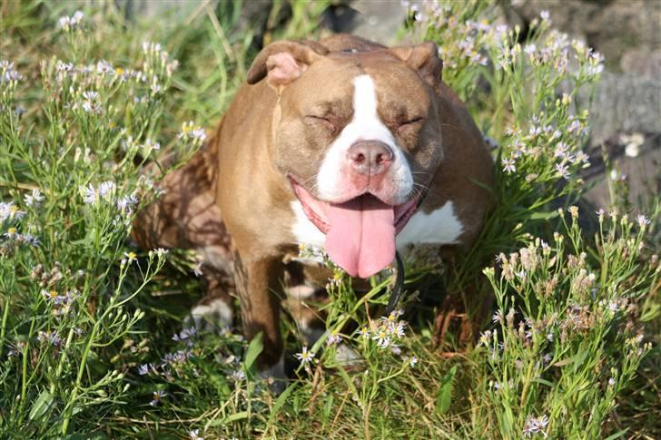 Amerikansk bulldog T-bone - 10/8-10 billede 18