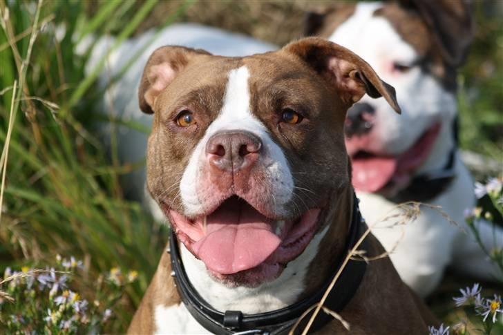 Amerikansk bulldog T-bone - 10/8-10 billede 19