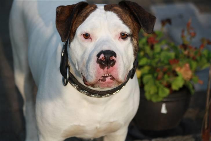 Amerikansk bulldog Maggie - 10/8-10 billede 19