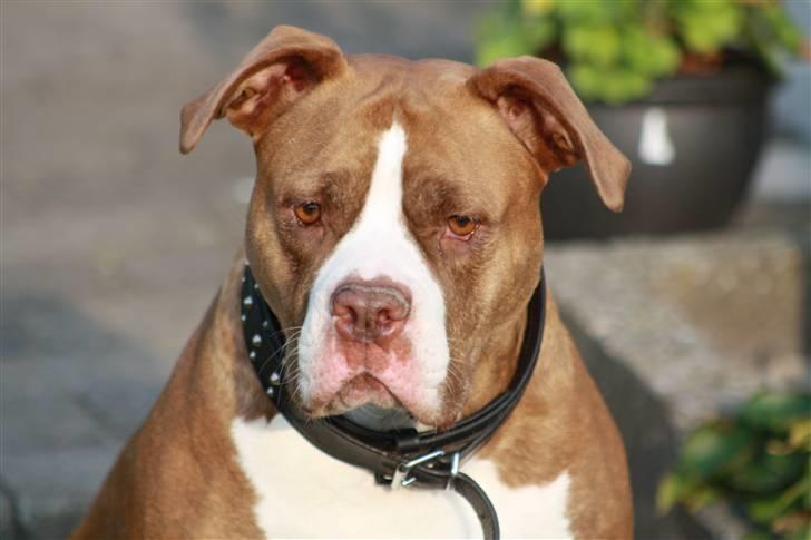 Amerikansk bulldog T-bone - 10/8-10 billede 20