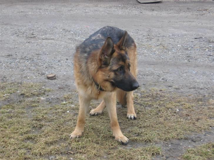 Schæferhund Rapi Nando billede 15