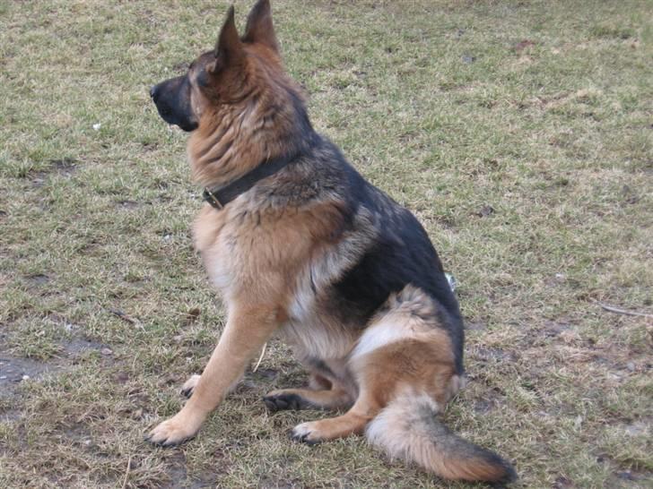 Schæferhund Rapi Nando billede 16