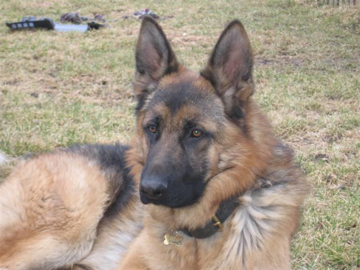 Schæferhund Rapi Nando billede 17