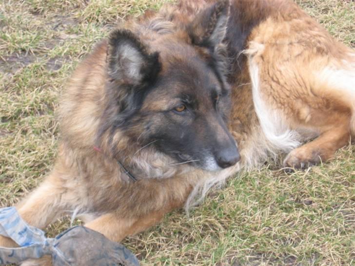 Schæferhund uptown ingeborg billede 16