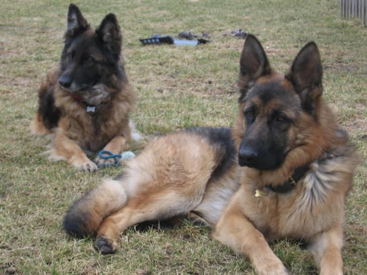 Schæferhund uptown ingeborg billede 17