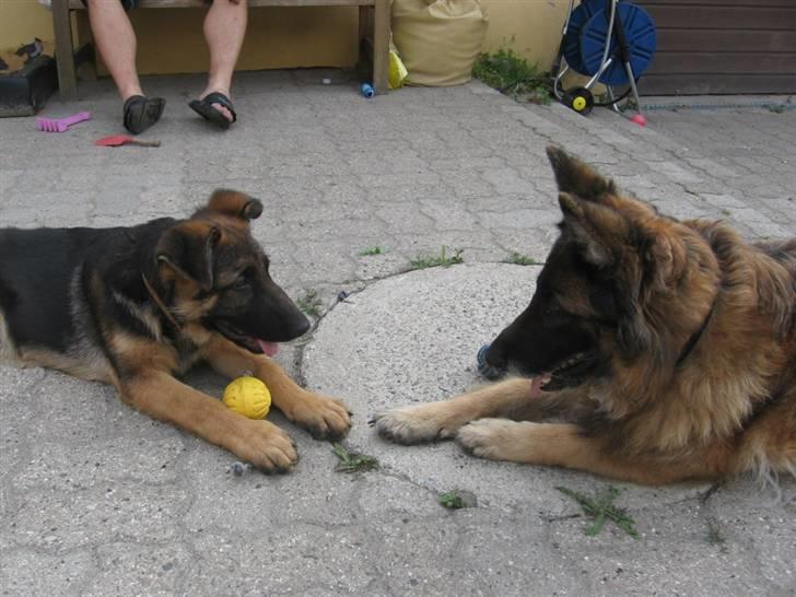 Schæferhund uptown ingeborg billede 18