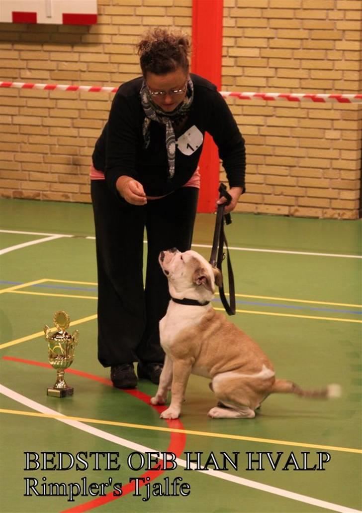 Olde english bulldogge Tjalfe billede 2