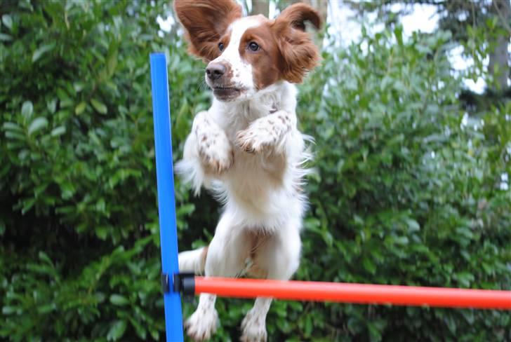 Welsh springer spaniel Gallois's Katy (Mynte) - Hop lille prinsesse!:D billede 11