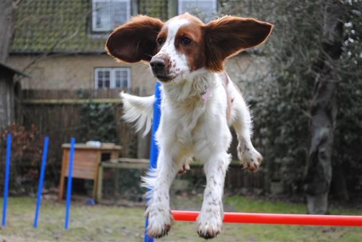 Welsh springer spaniel Gallois's Katy (Mynte) - Nøøøøøj...
Btw. så siger Laura at jeg har flyveører? o: billede 2