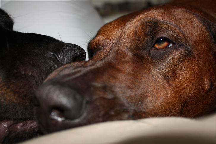 Rhodesian ridgeback Betty billede 2