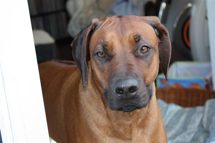 Rhodesian ridgeback Betty billede 3