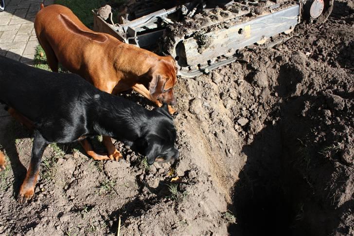 Rhodesian ridgeback Betty billede 4