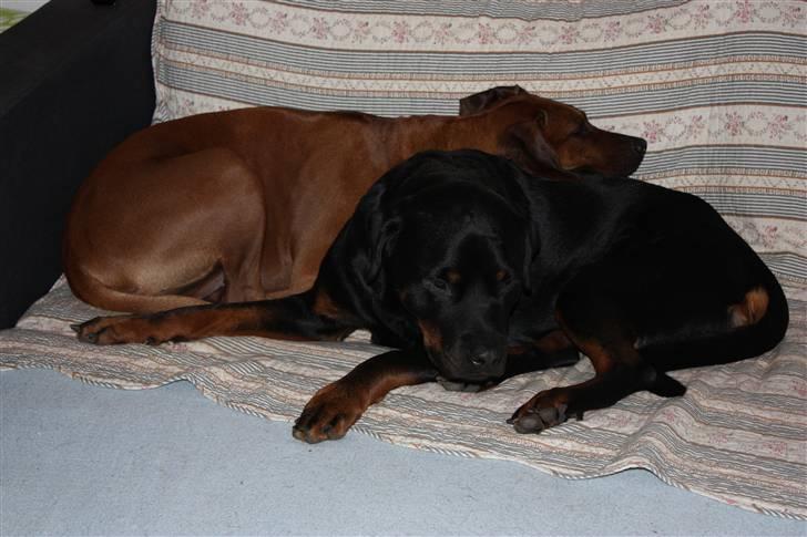 Rhodesian ridgeback Betty billede 5