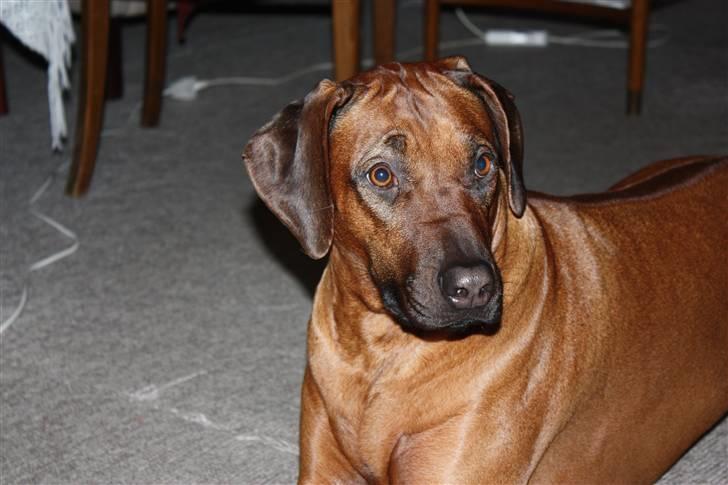Rhodesian ridgeback Betty billede 6