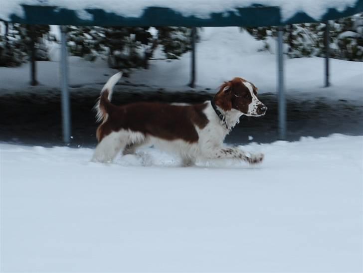 Welsh springer spaniel Gallois's Katy (Mynte) - Benløft i dén grad!  billede 8