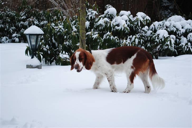 Welsh springer spaniel Gallois's Katy (Mynte) - Hmm, sne - lækkert! (-; billede 12