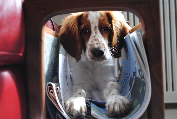 Welsh springer spaniel Gallois's Katy (Mynte) - Vil du ikke nok lege med mig? C:
Vi kan evt. æde aviserne sammen?? billede 14