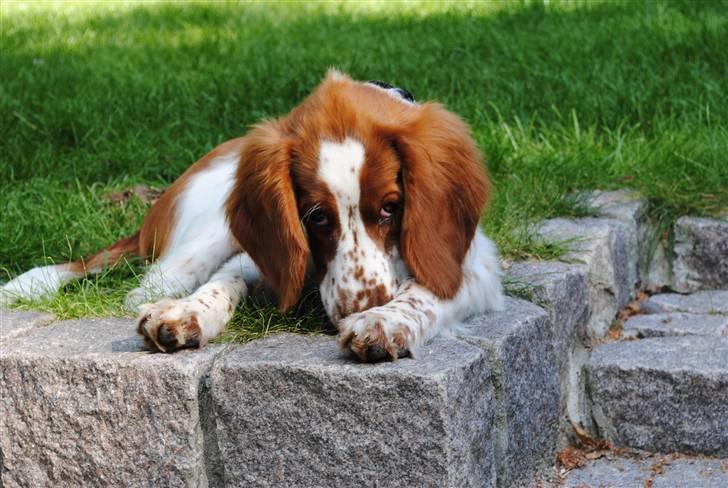 Welsh springer spaniel Gallois's Katy (Mynte) - Tittebøøøh? billede 15