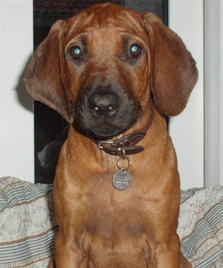Rhodesian ridgeback Betty billede 7