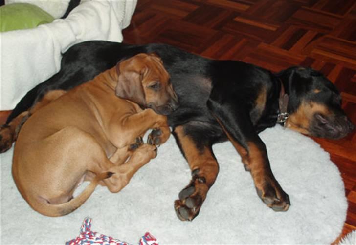 Rhodesian ridgeback Betty billede 8