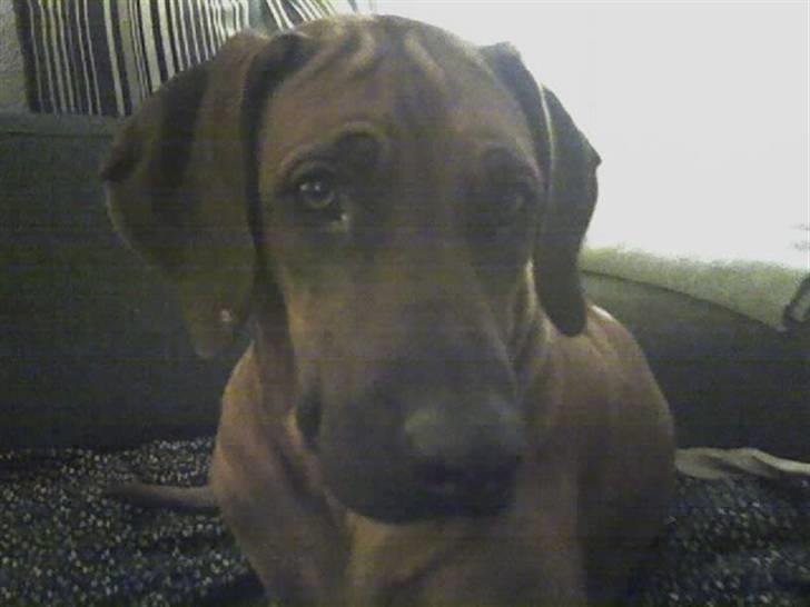 Rhodesian ridgeback Betty billede 9