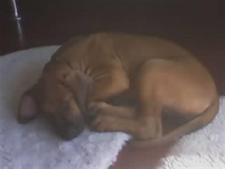 Rhodesian ridgeback Betty billede 10