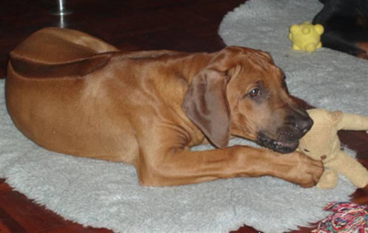 Rhodesian ridgeback Betty billede 11