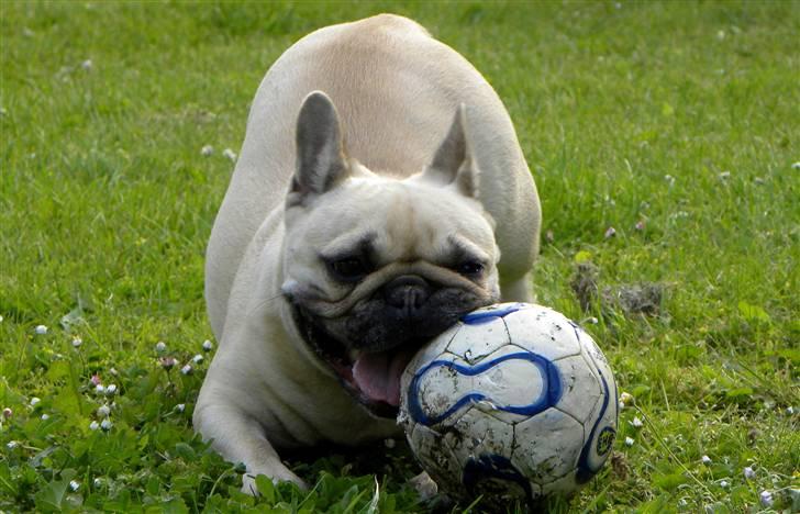 Fransk bulldog missmud - missi elsker at lege med bolde, og hun har da ødelagt et par stykker af drengens:0) billede 1