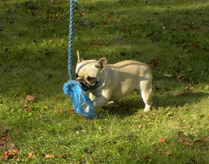 Fransk bulldog missmud - haps og så bliver du her! grrrr billede 6